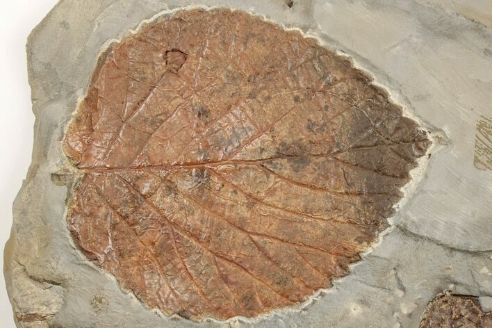 Two Fossil Leaves (Zizyphoides & Davidia) - Montana